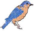 Bluebird