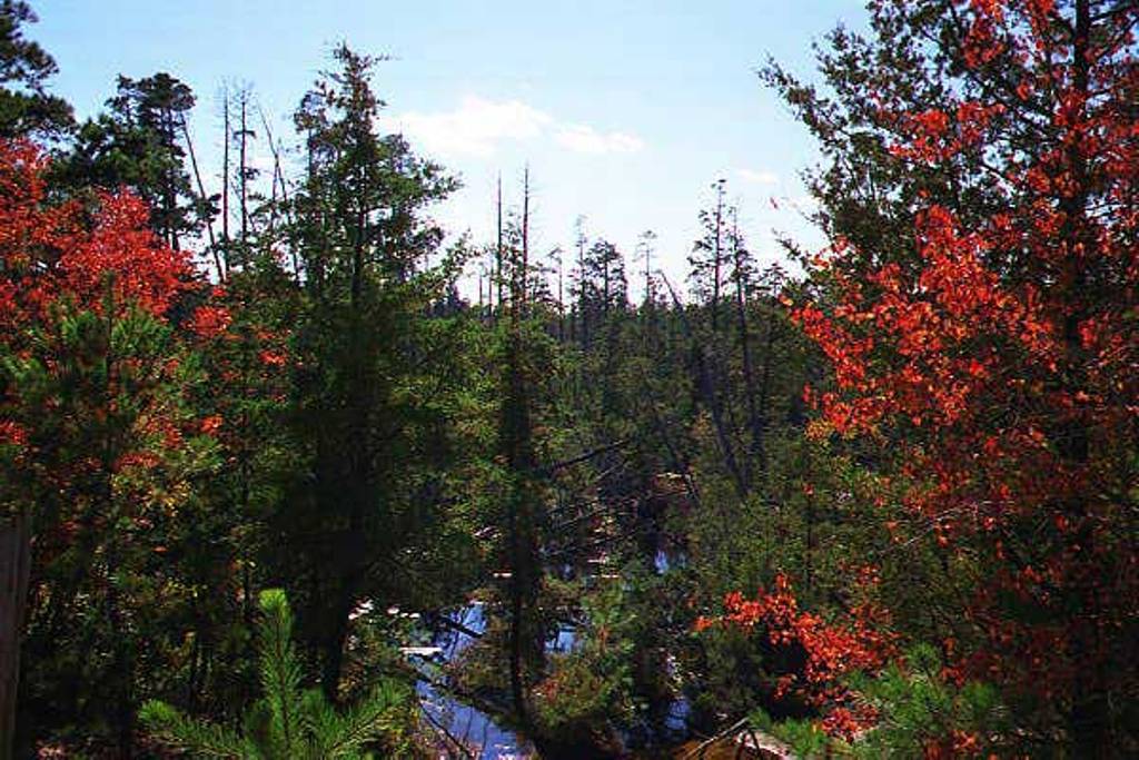 Factory Branch of the Forked River in Autumn