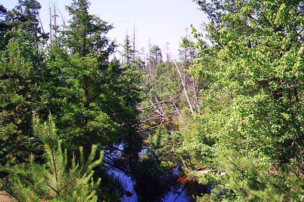 Factory Branch of the Forked River in Summer