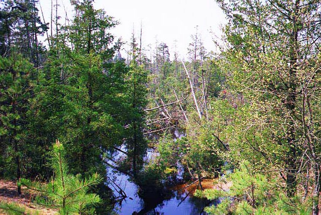 Factory Branch of the Forked River in Spring