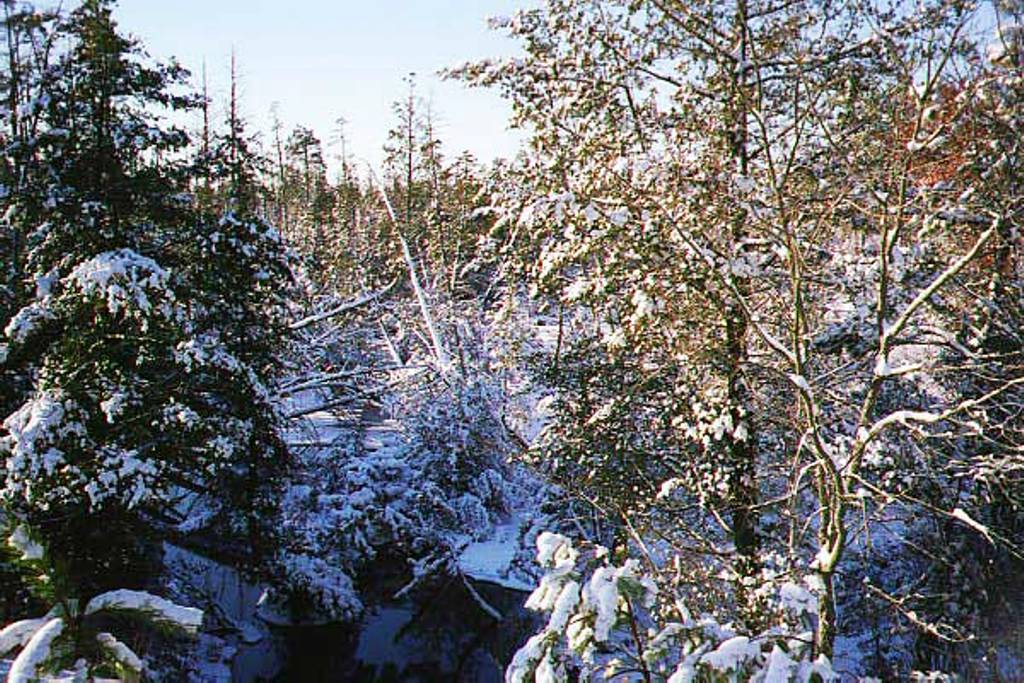 Factory Branch of the Forked River in Winter