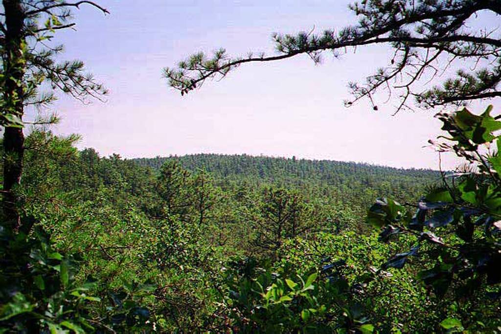 View of the Forked River Mountains in Summer