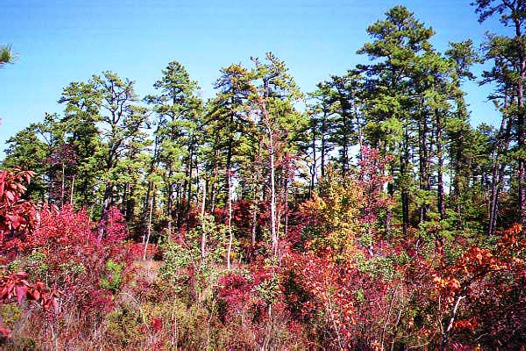 Middle Branch of the Forked River in Autumn