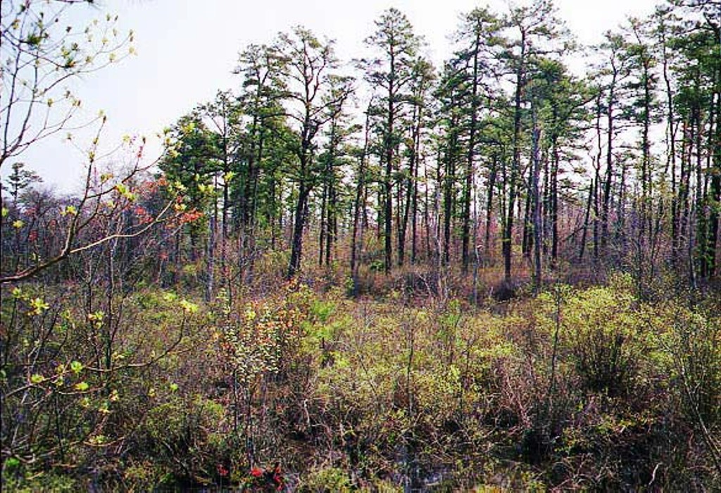 Middle Branch of the Forked River in Spring