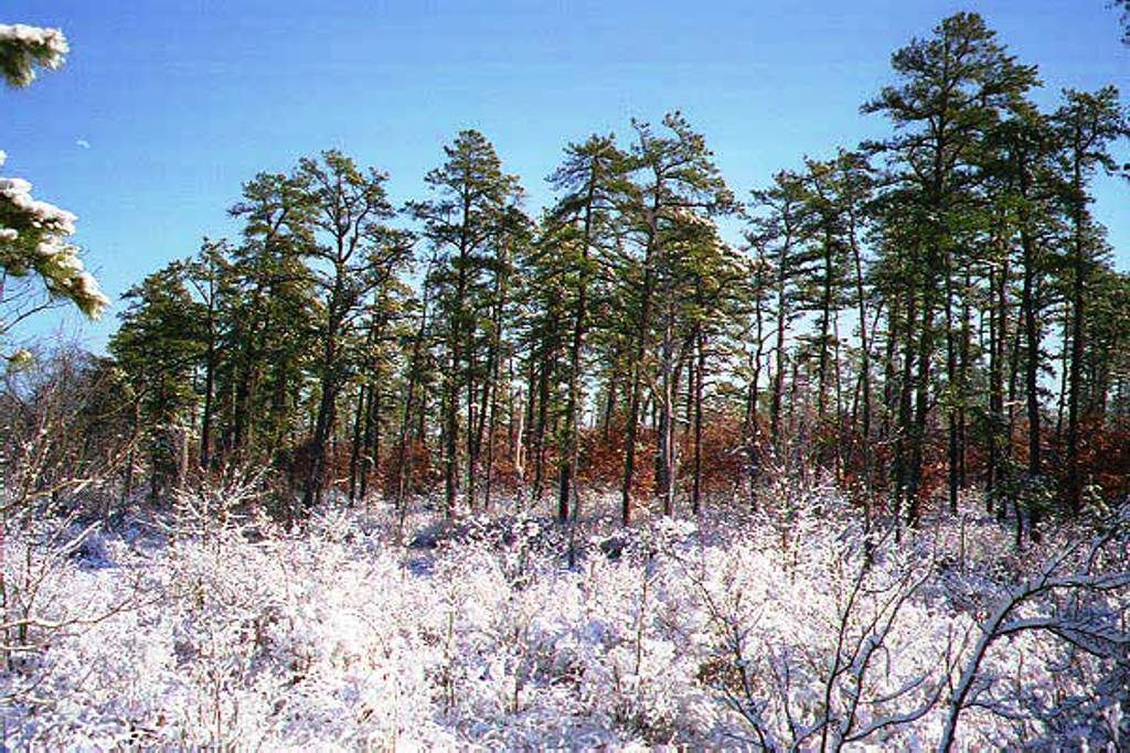 Middle Branch of the Forked River in Winter
