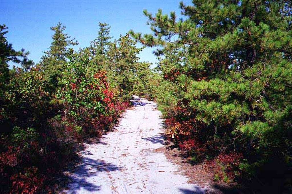 A Pinelands Trail in Autumn