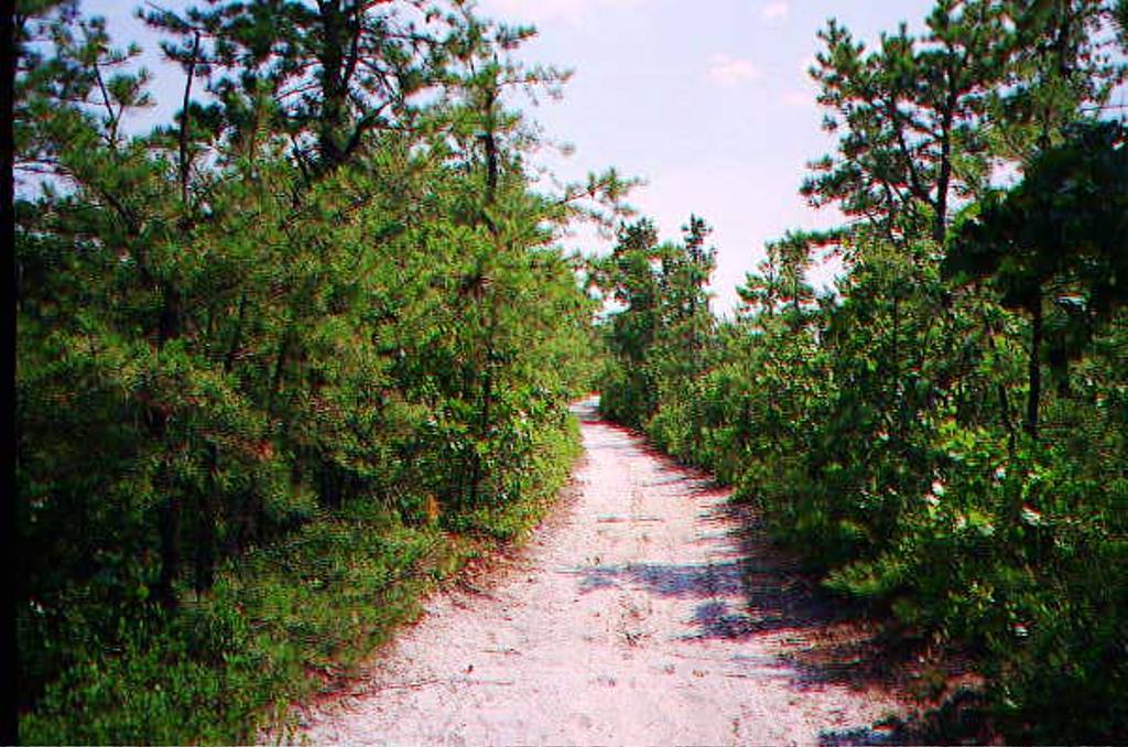 A Pinelands Trail in Summer