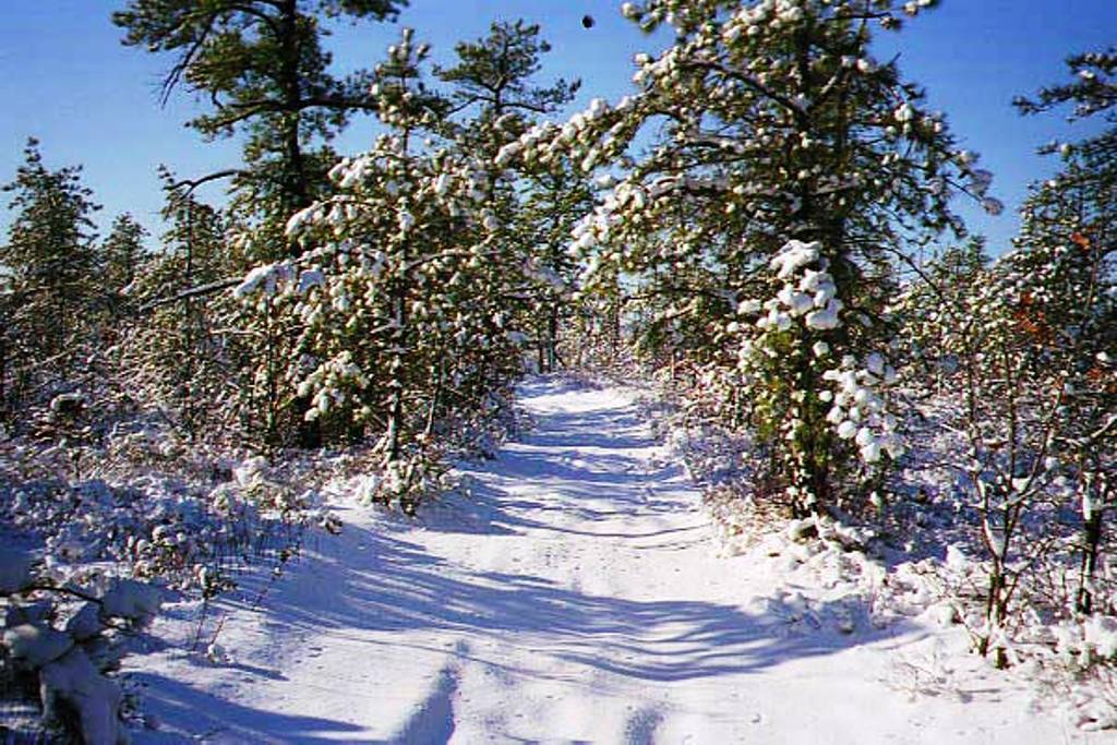 A Pinelands Trail in Winter