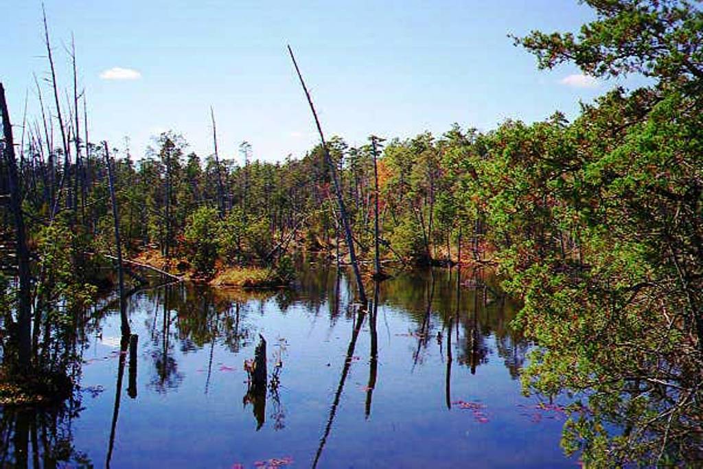 South Branch of the Forked River in Autumn