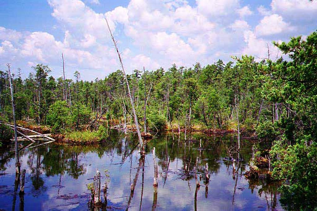 South Branch of the Forked River in Summer