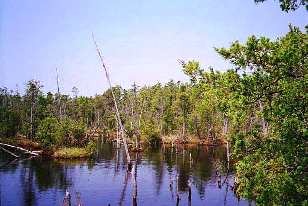 South Branch of the Forked River in Spring
