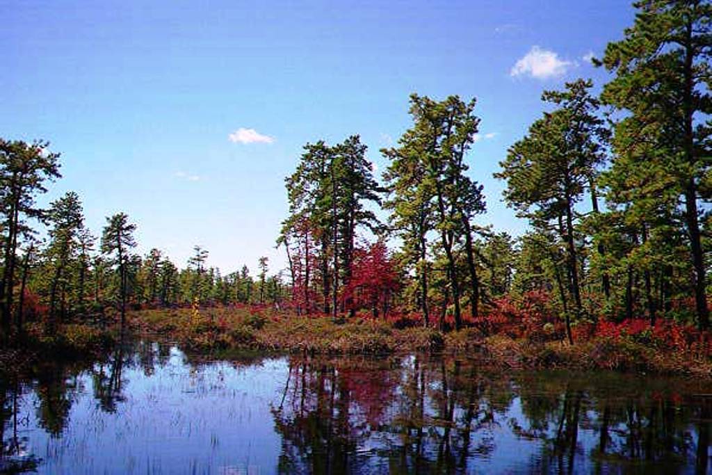 Spragg's Branch of the Forked River in Autumn