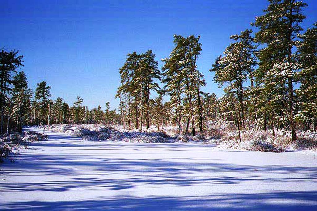 Spragg's Branch of the Forked River in Winter