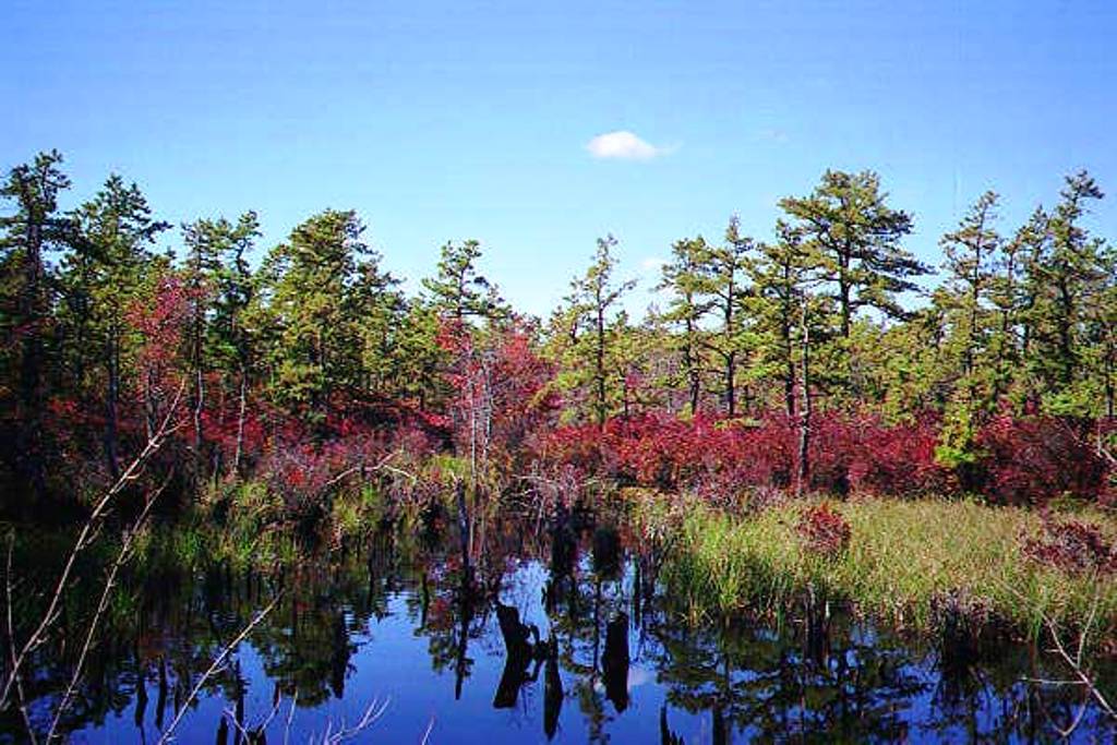 A Spung in Autumn