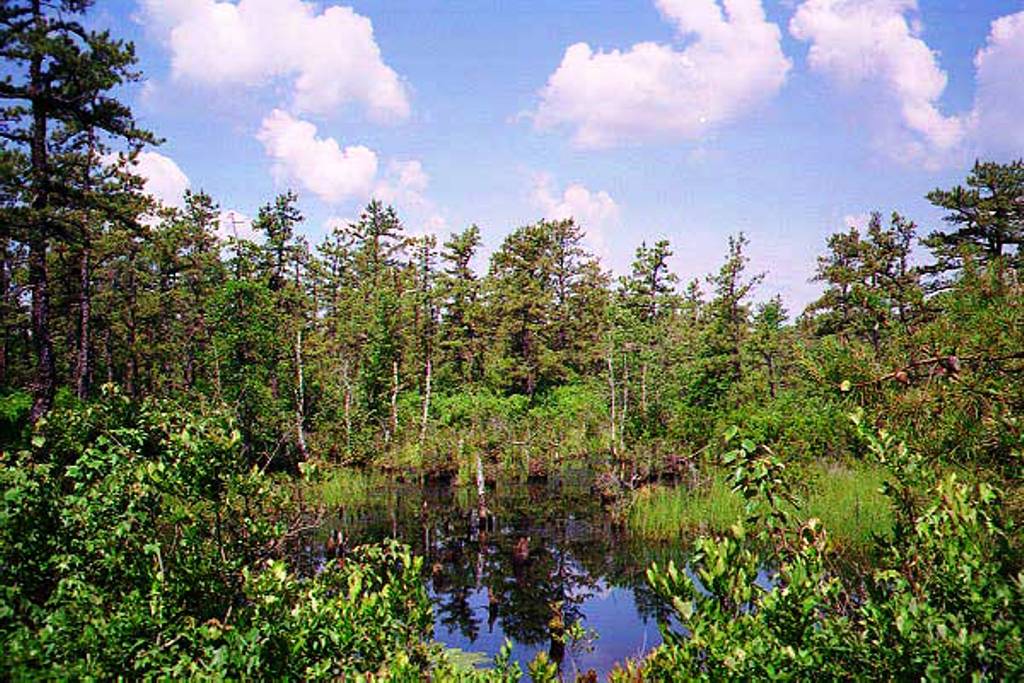 A Spung in Summer