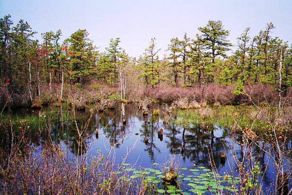 A Spung in Spring
