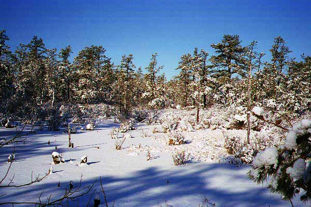 A Spung in Winter