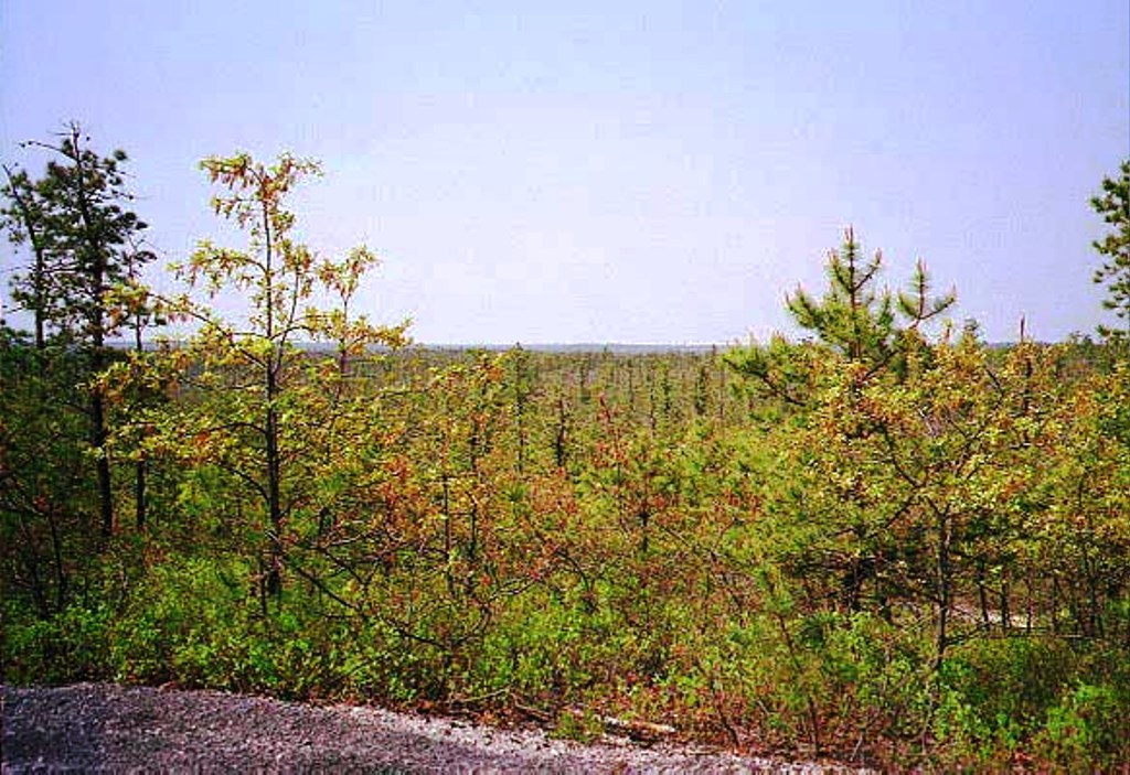 View from the top of the Forked River Mountains in Spring